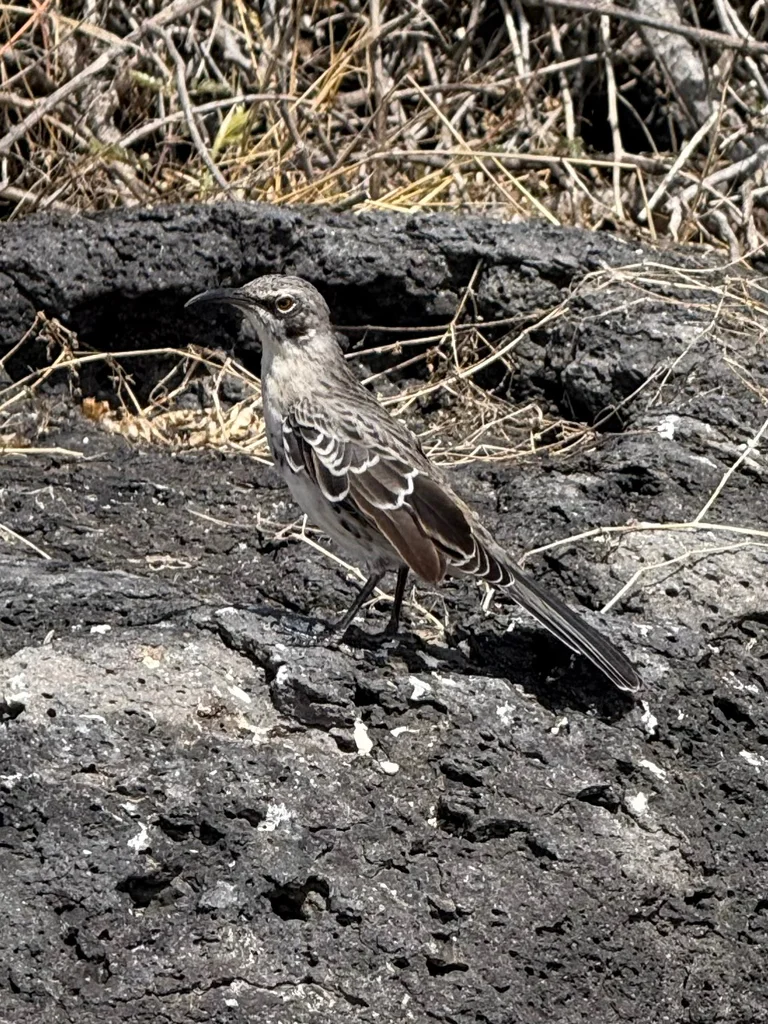 冠嘲鸫(Mimus macdonaldi)