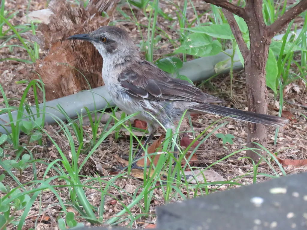 圣岛嘲鸫(Mimus melanotis)