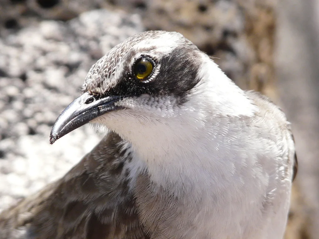 加岛嘲鸫(Mimus parvulus)