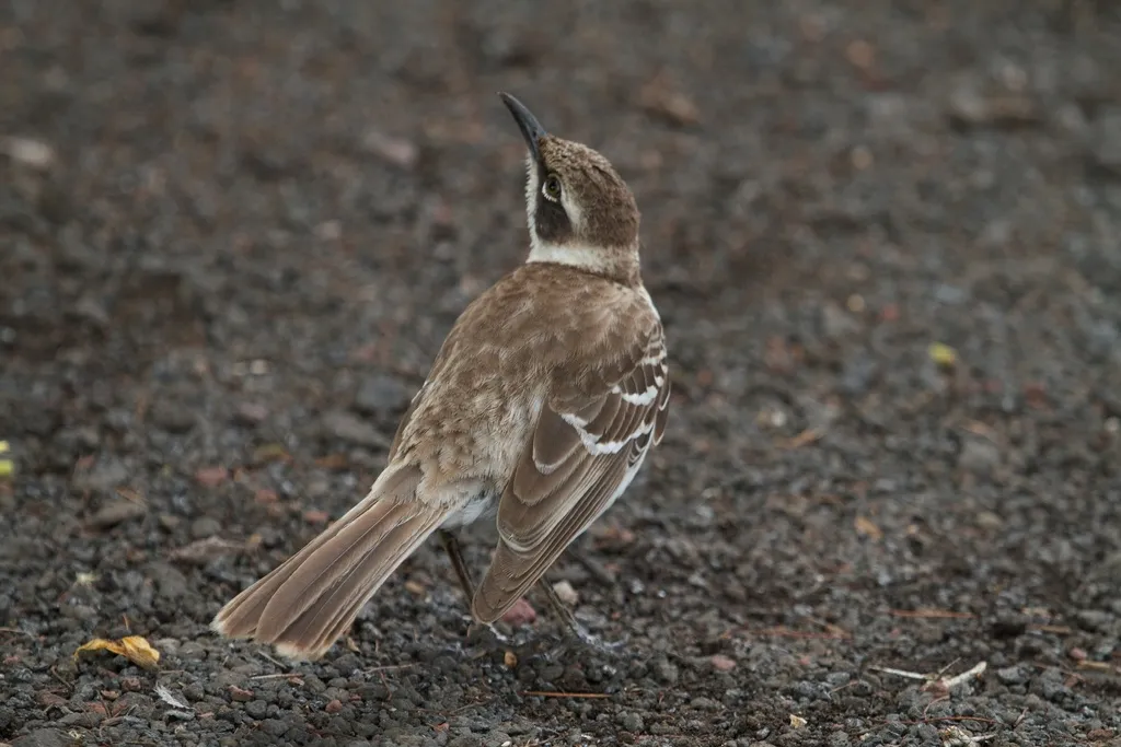 加岛嘲鸫(Mimus parvulus)