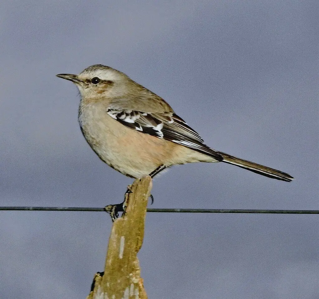 南美小嘲鸫(Mimus patagonicus)