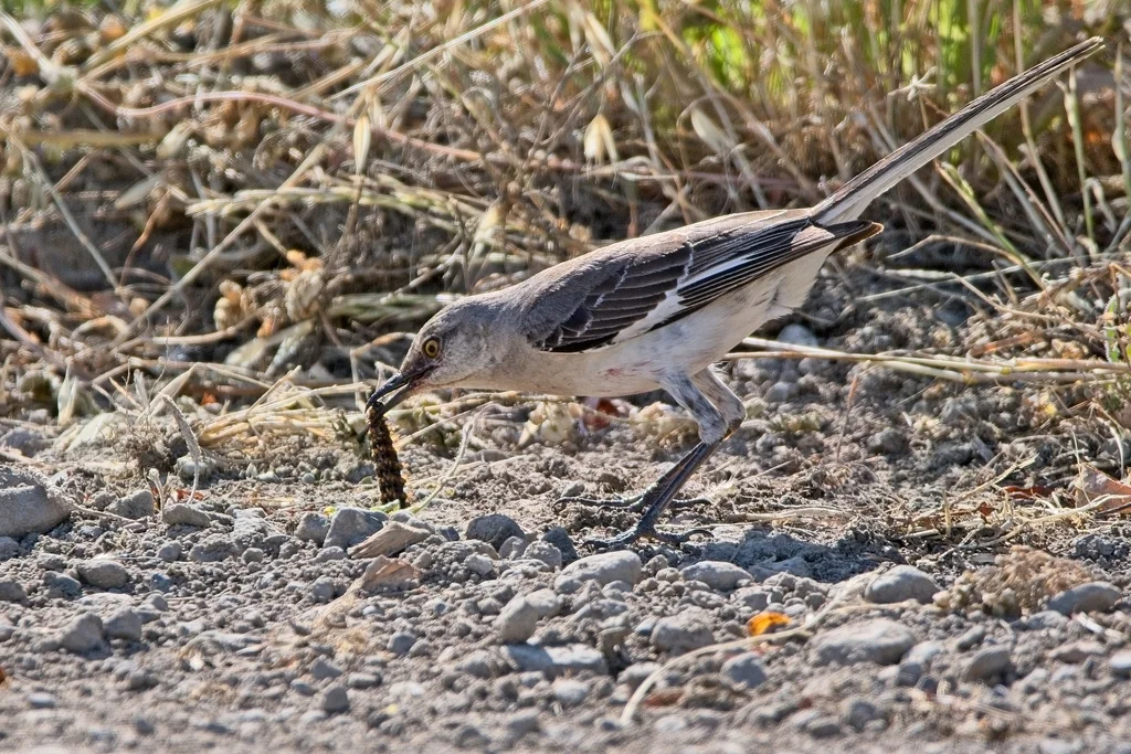 小嘲鸫(Mimus polyglottos)