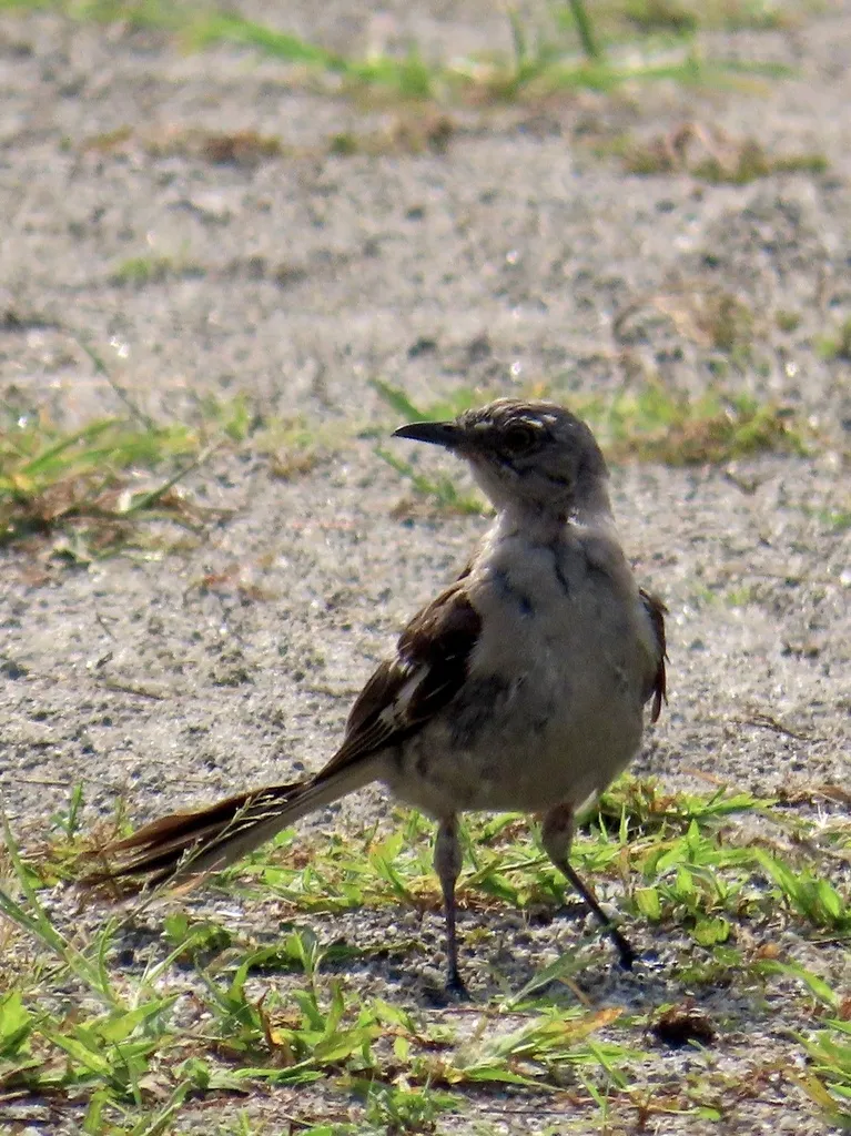 小嘲鸫(Mimus polyglottos)