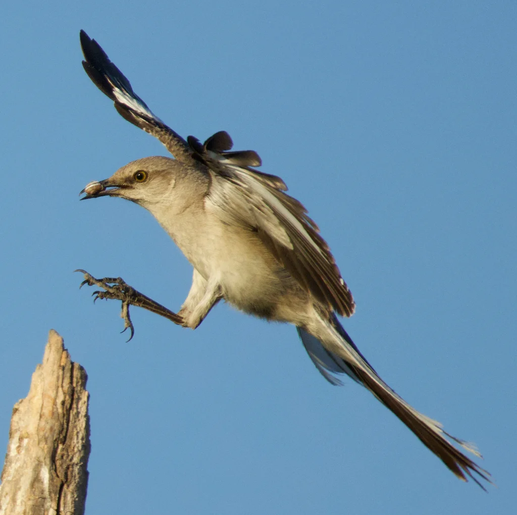 小嘲鸫(Mimus polyglottos)
