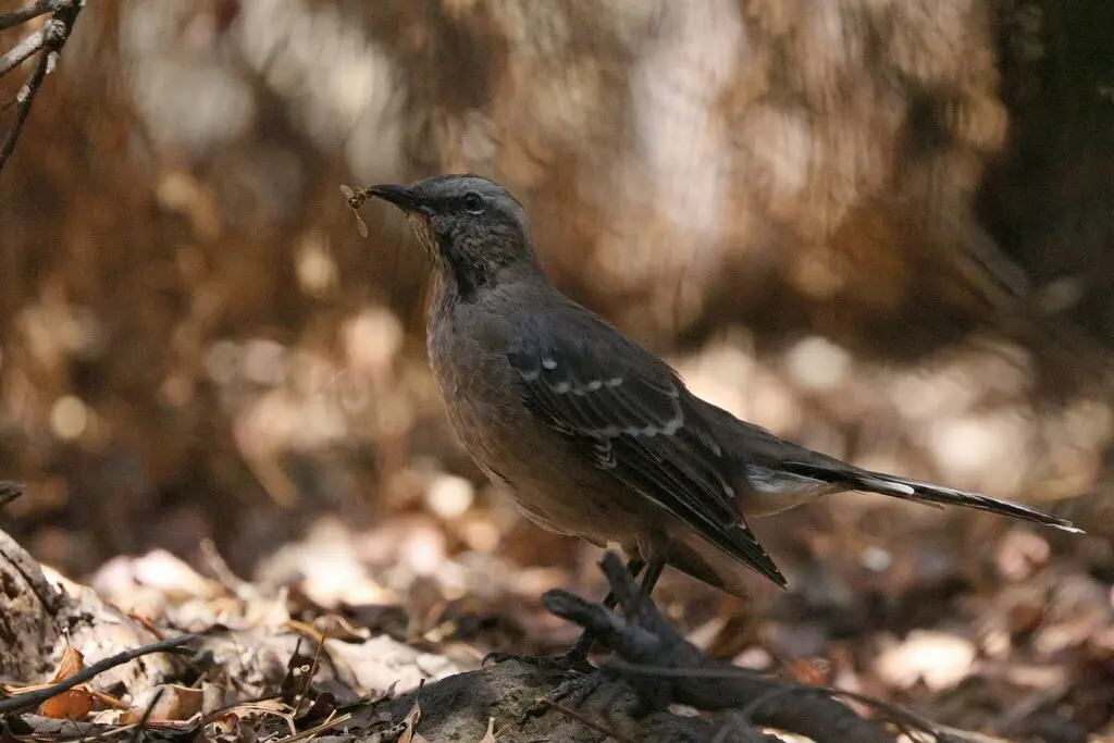 智利小嘲鸫(Mimus thenca)
