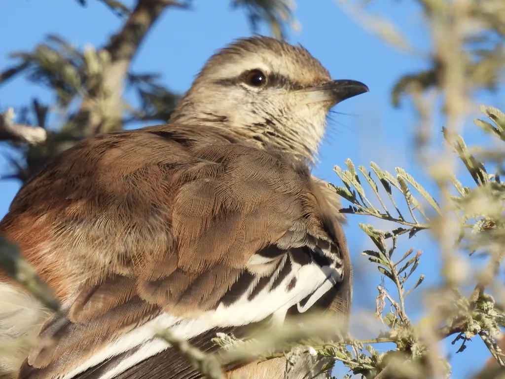白斑小嘲鸫(Mimus triurus)