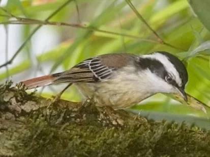 火尾希鹛（Minla ignotincta）