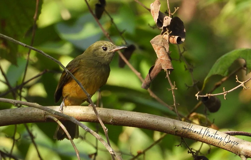 赭腹霸鹟(Mionectes oleagineus)