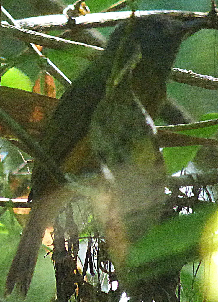 灰冠霸鹟(Mionectes rufiventris)