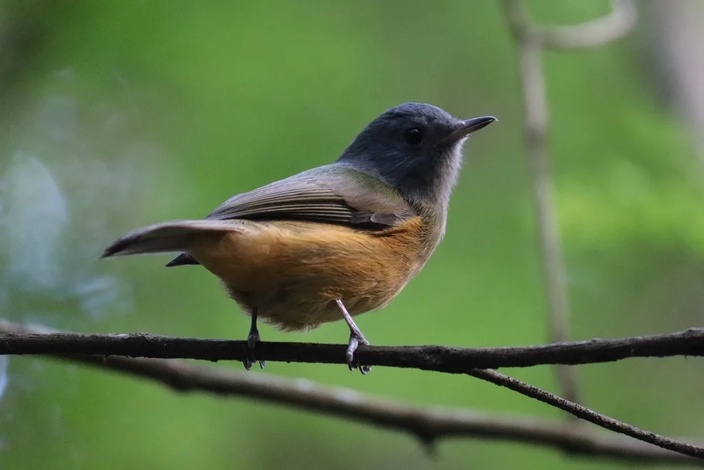 灰冠霸鹟(Mionectes rufiventris)