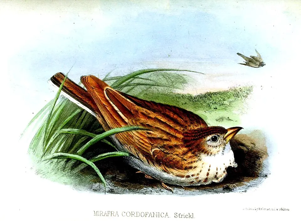 金歌百灵（Mirafra cordofanica）