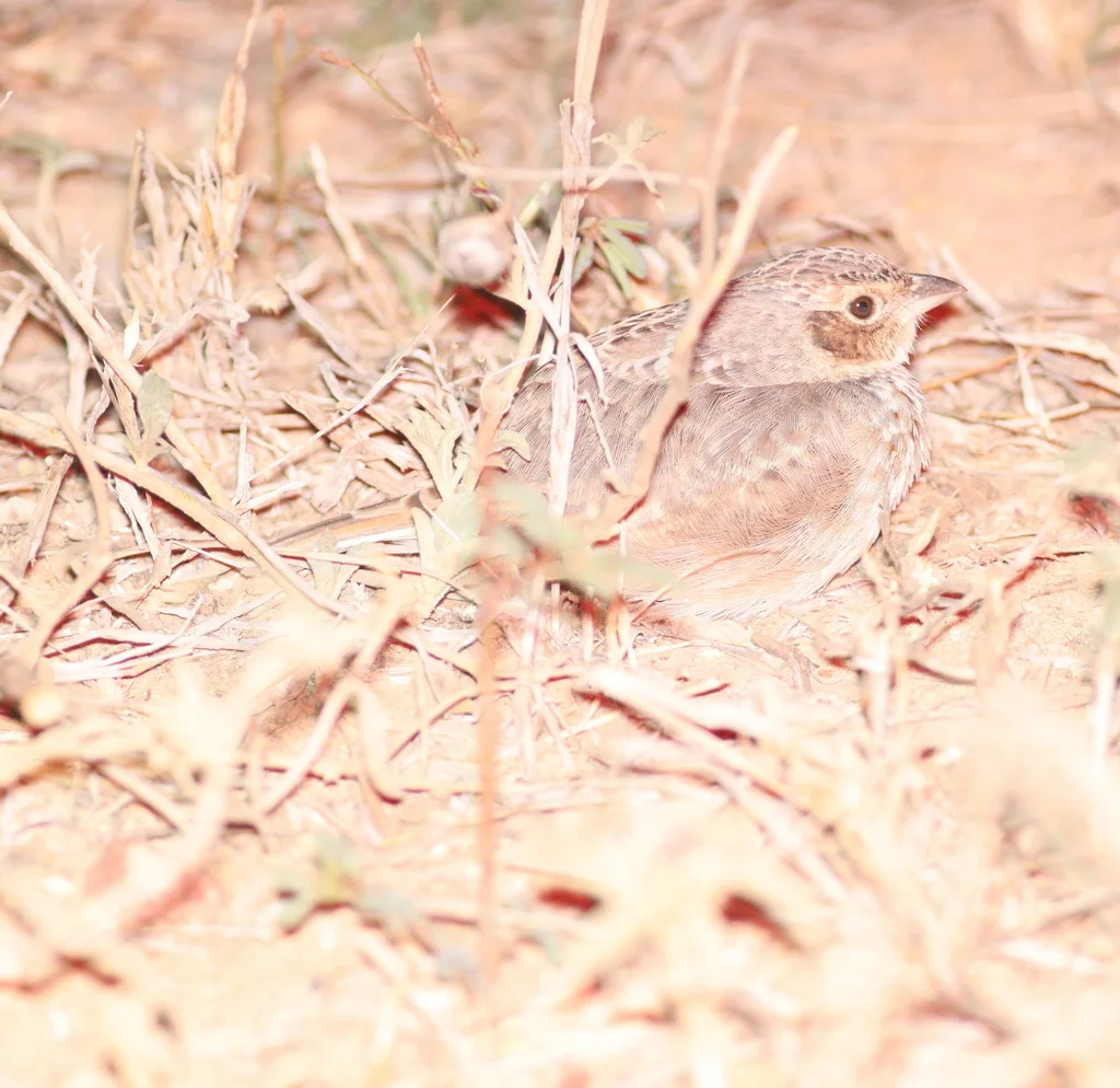 歌百灵（Mirafra javanica）