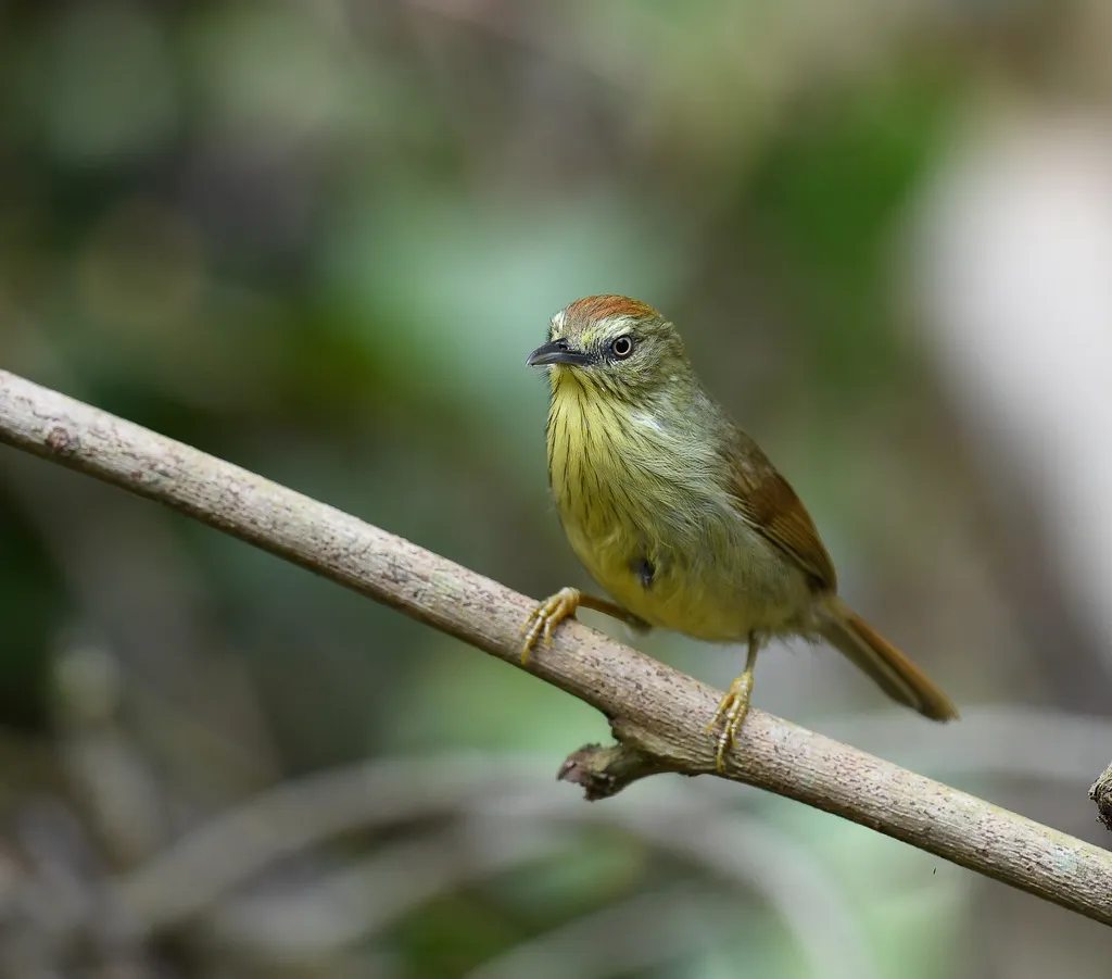 纹胸鹛（Mixornis gularis）