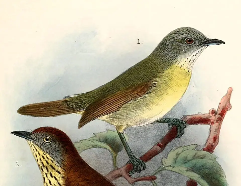 康岛纹胸鹛(Mixornis prillwitzi)