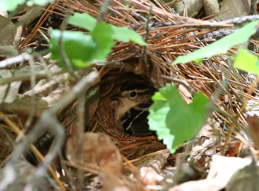 黑白森莺(Mniotilta varia)