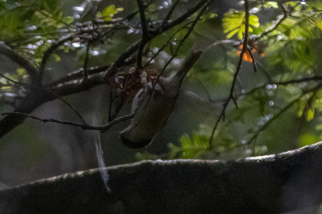 新西兰刺莺（Mohoua novaeseelandiae）