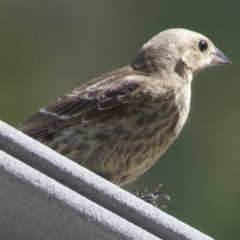 褐头牛鹂(Molothrus ater)