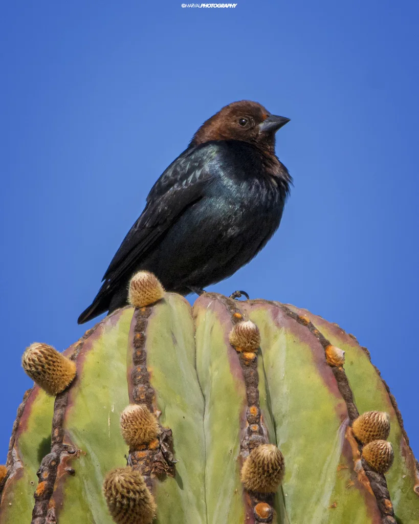 褐头牛鹂(Molothrus ater)