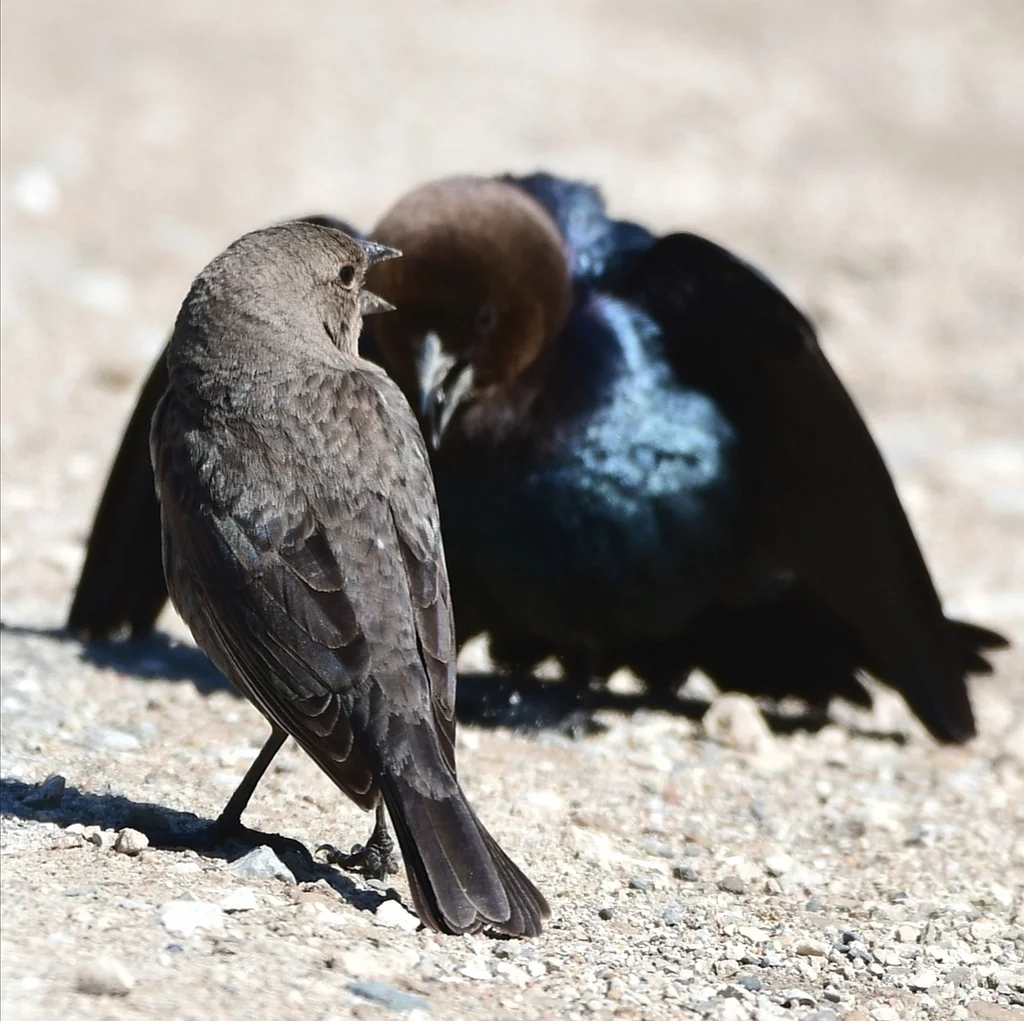 褐头牛鹂(Molothrus ater)