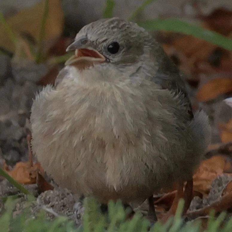 褐头牛鹂(Molothrus ater)