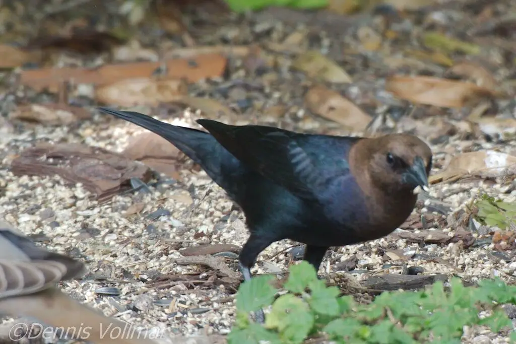 褐头牛鹂(Molothrus ater)