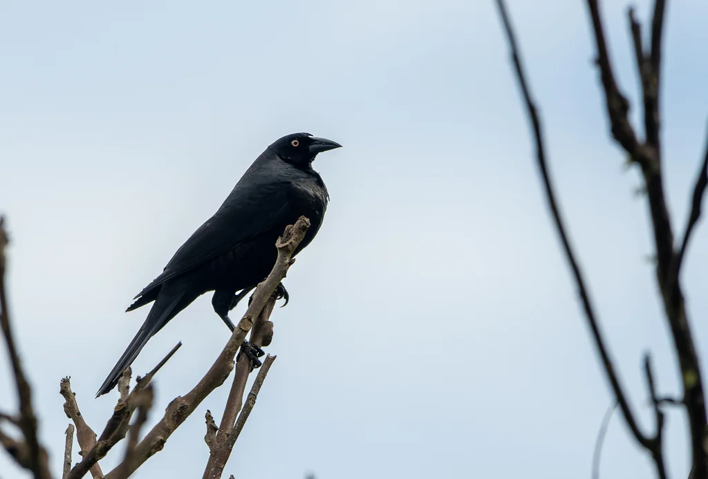 巨牛鹂(Molothrus oryzivorus)