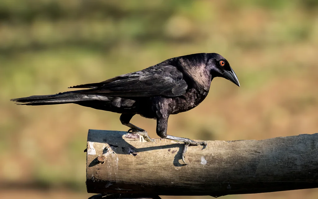 巨牛鹂(Molothrus oryzivorus)