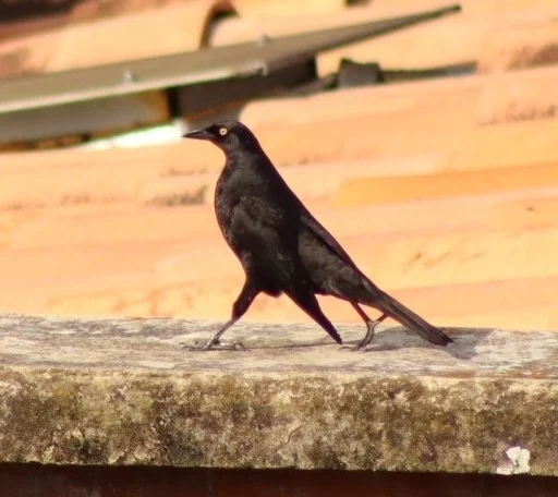 巨牛鹂(Molothrus oryzivorus)