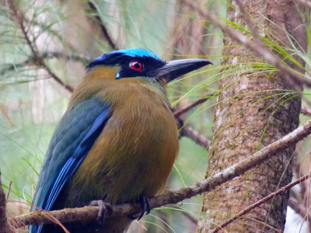 高原翠鴗(Momotus aequatorialis)