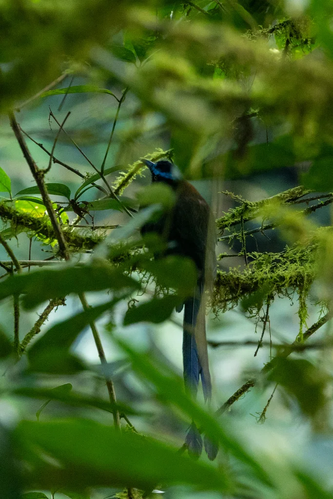 高原翠鴗(Momotus aequatorialis)