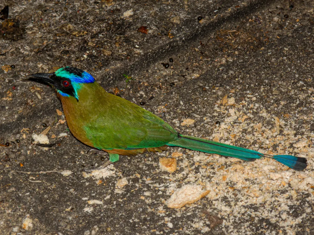 特岛翠鴗（Momotus bahamensis）