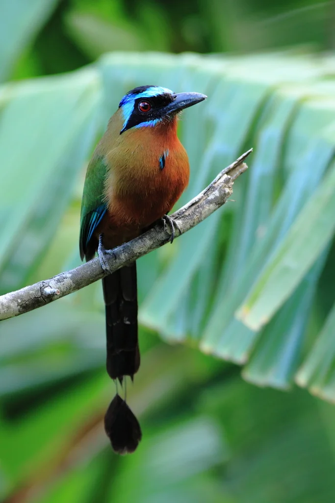 特岛翠鴗（Momotus bahamensis）