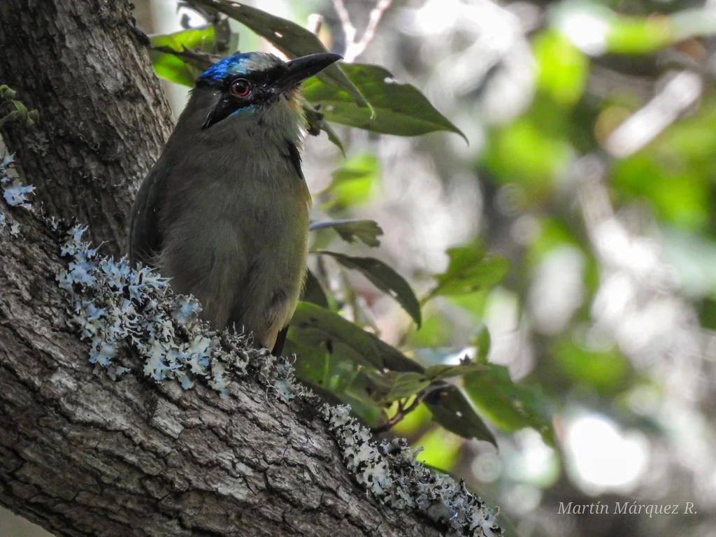蓝顶翠鴗(Momotus coeruliceps)