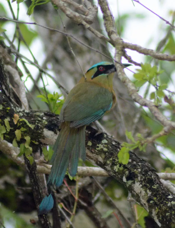 蓝顶翠鴗(Momotus coeruliceps)
