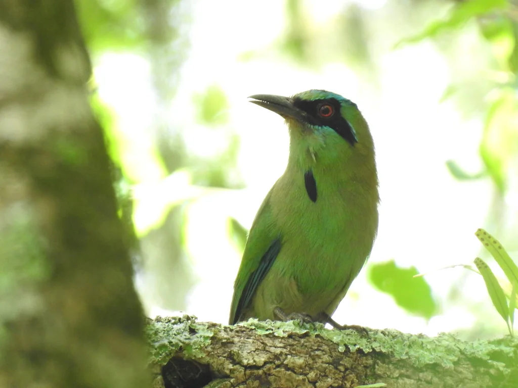 蓝顶翠鴗(Momotus coeruliceps)