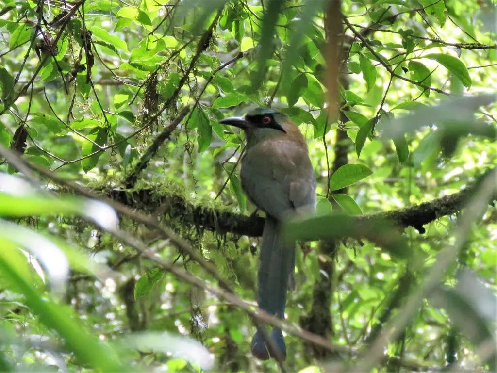 蓝顶翠鴗(Momotus coeruliceps)