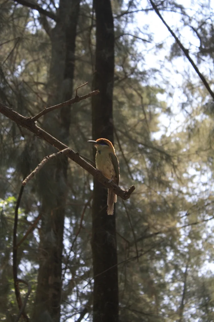锈顶翠鴗(Momotus mexicanus)