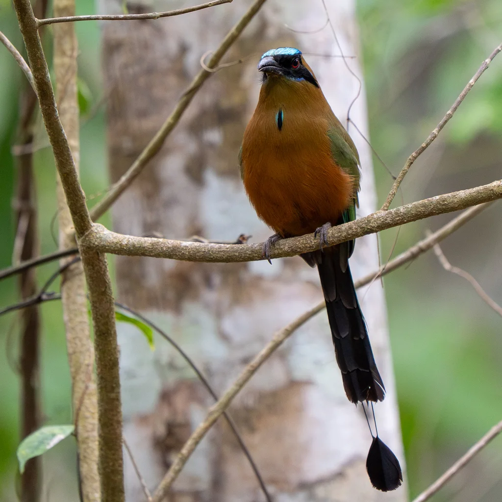 叫翠鴗(Momotus subrufescens)