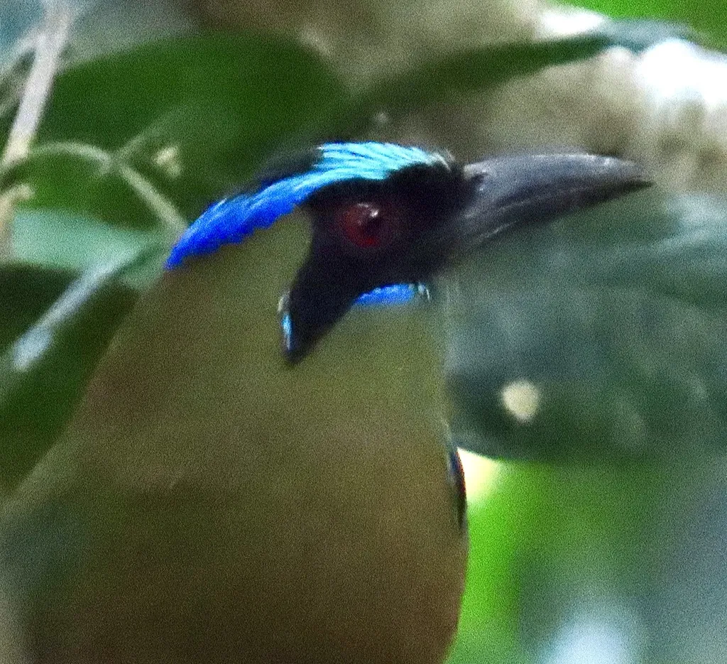 叫翠鴗(Momotus subrufescens)