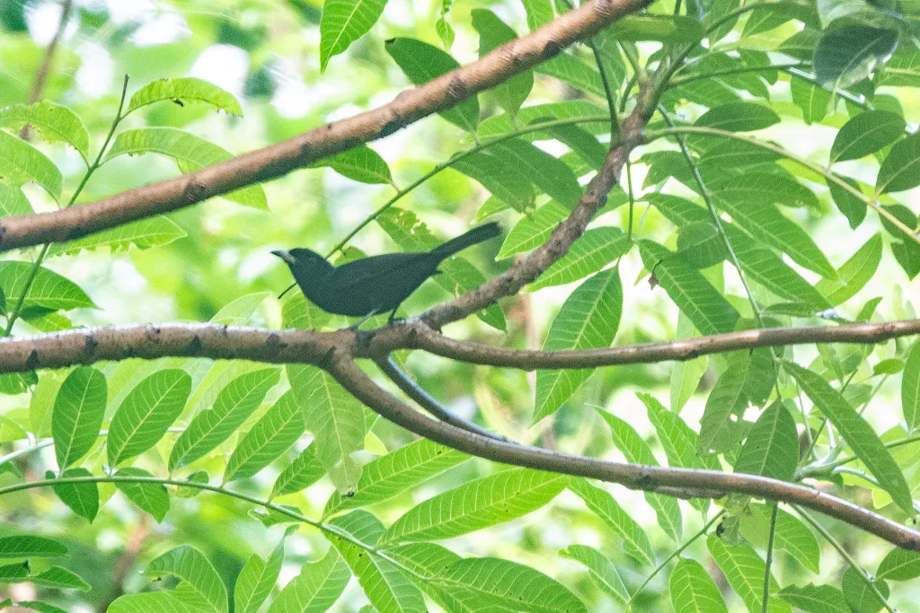 栗腹王鹟(Monarcha castaneiventris)