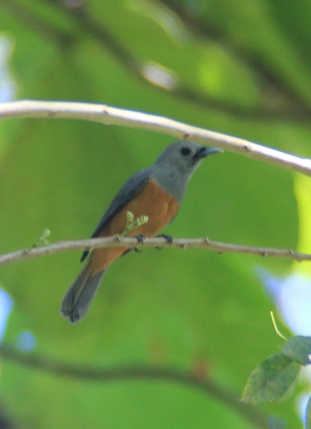 岛王鹟(Monarcha cinerascens)