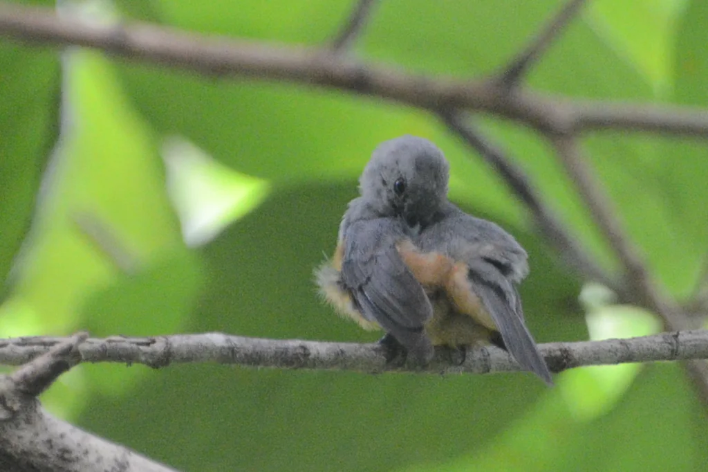岛王鹟(Monarcha cinerascens)
