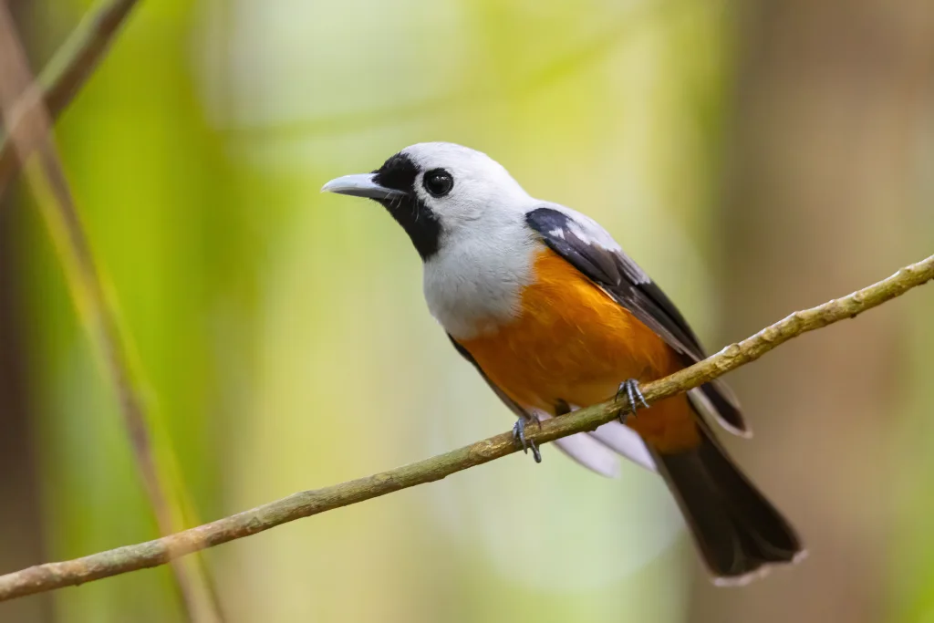 黑翅王鹟（Monarcha frater）