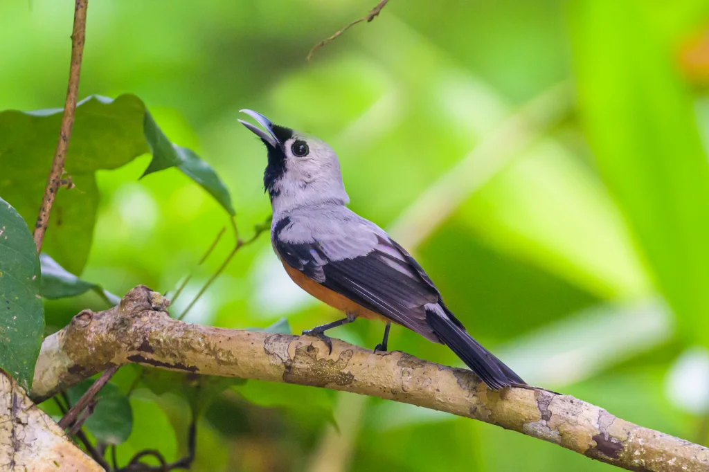 黑翅王鹟（Monarcha frater）