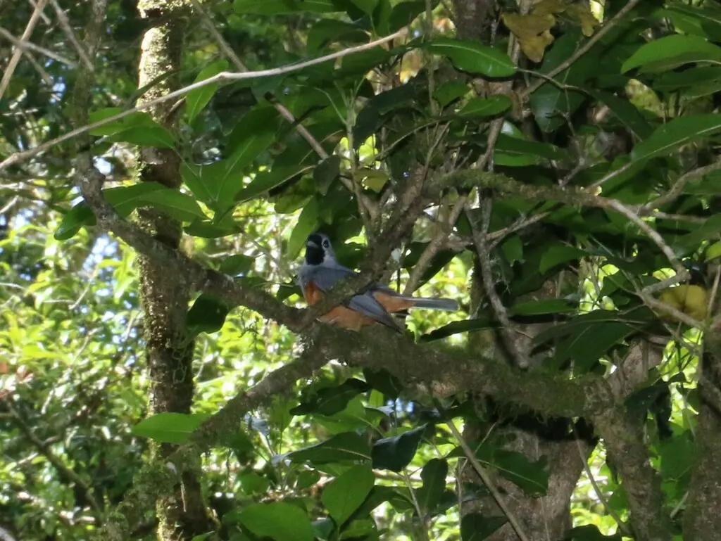 黑脸王鹟(Monarcha melanopsis)