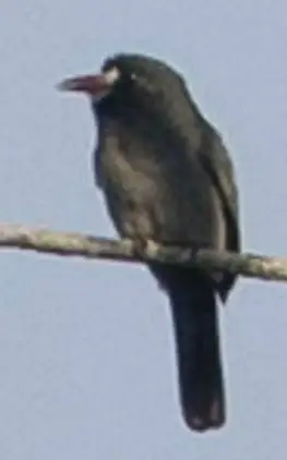 白额黑䴕(Monasa morphoeus)