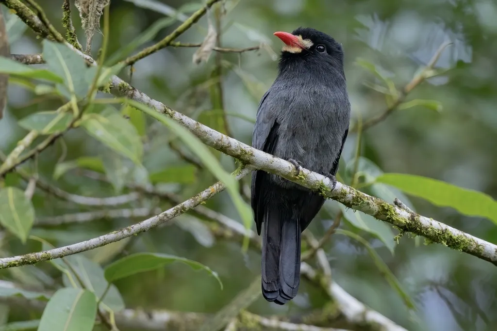 白额黑䴕(Monasa morphoeus)