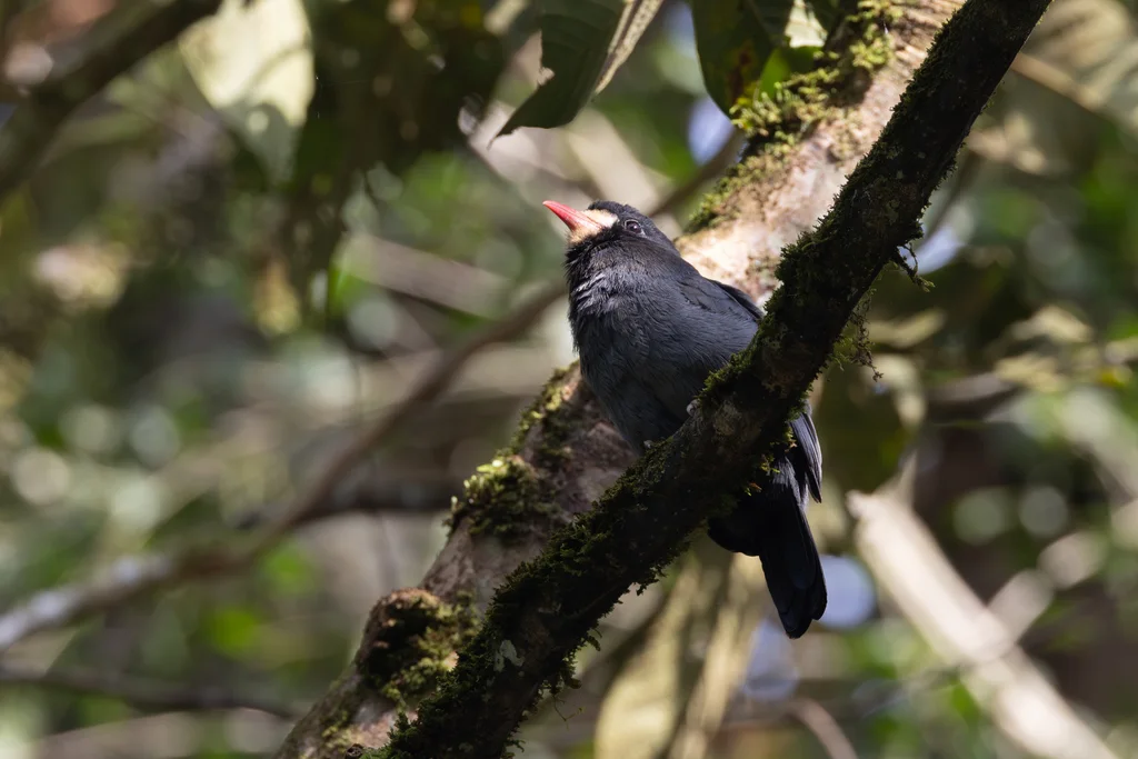 白额黑䴕(Monasa morphoeus)