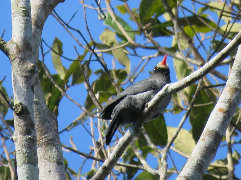 白额黑䴕(Monasa morphoeus)