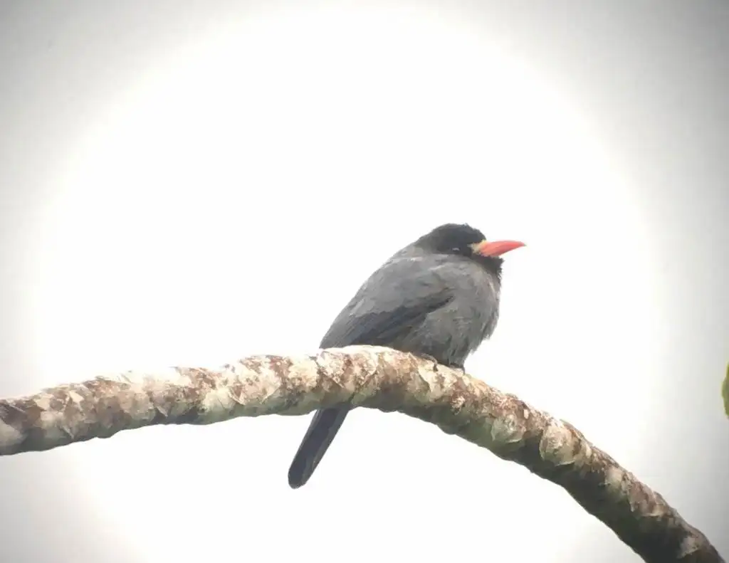 白额黑䴕(Monasa morphoeus)